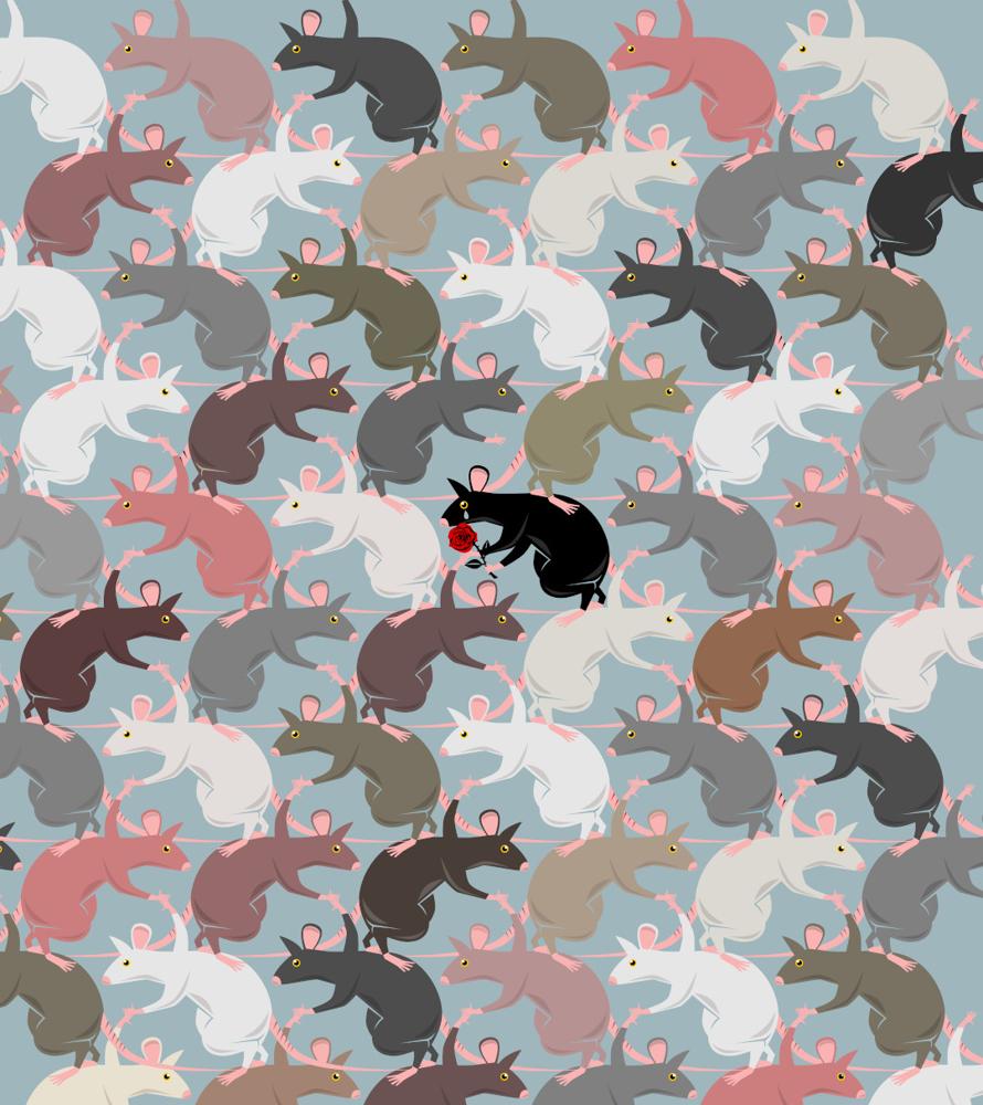CASE DI ANIMALI