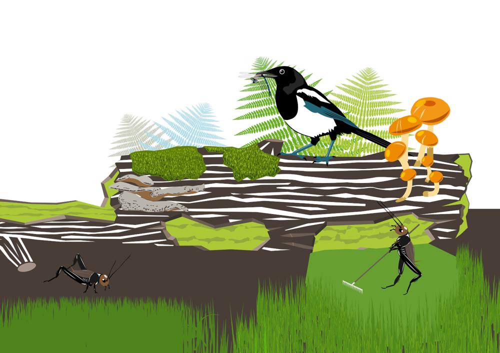 CASE DI ANIMALI