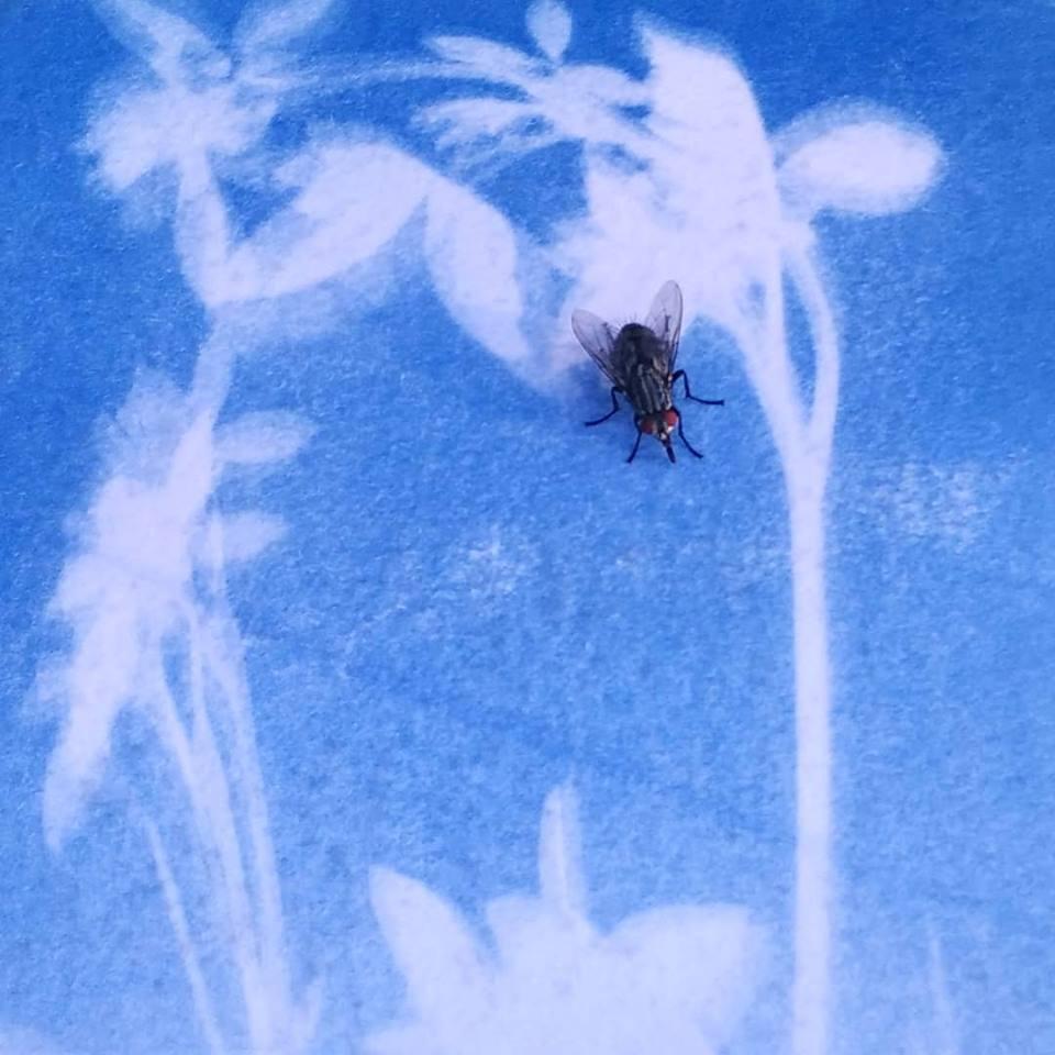 DI CIELO E DI PRATO VESTITA